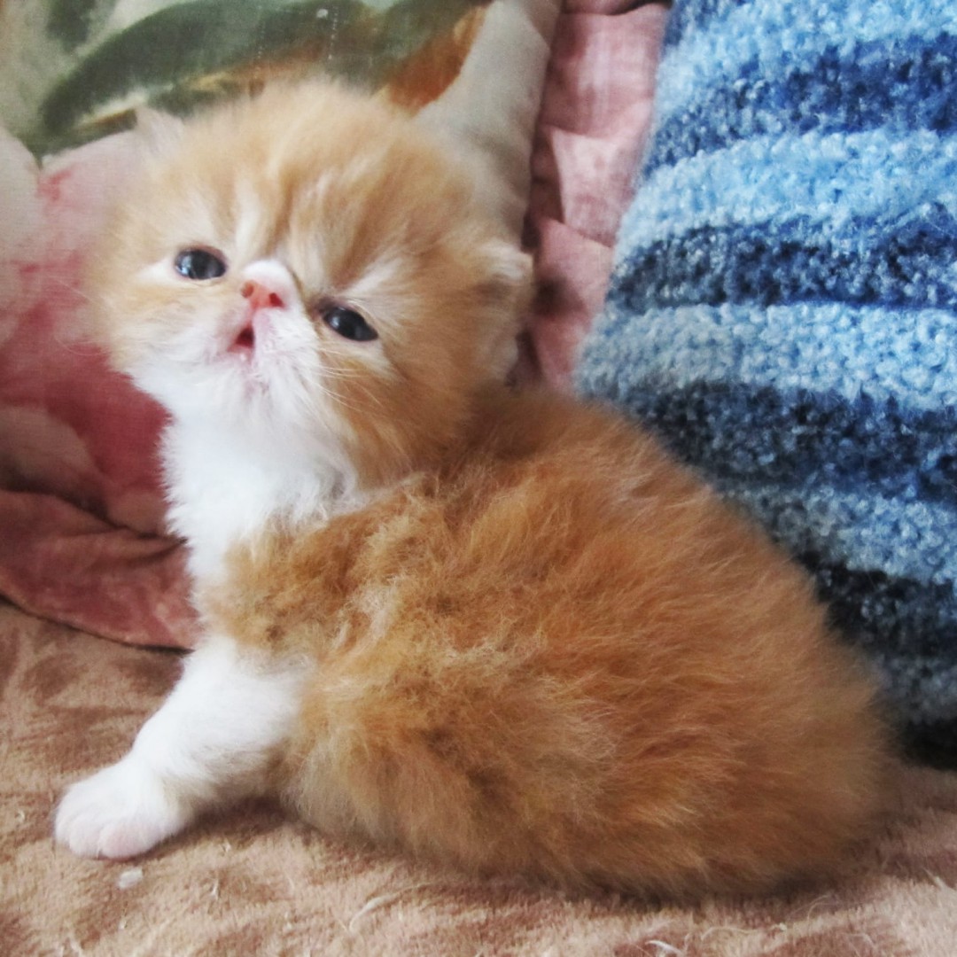 Vendita Cucciolo Persiano Da Allevamento A Torino Bellissimi Cuccioli