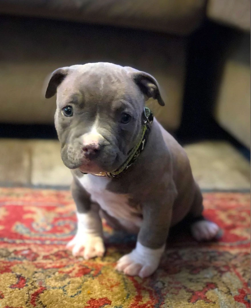 Adorabile cucciolo di Pitbull  | Foto 8