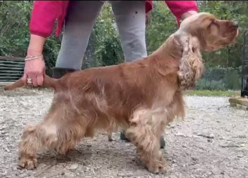 Cuccioli Cocker Spaniel Inglese  | Foto 6