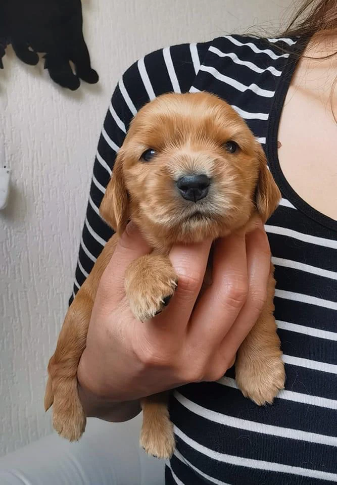 Cuccioli Cocker Spaniel Inglese  | Foto 4