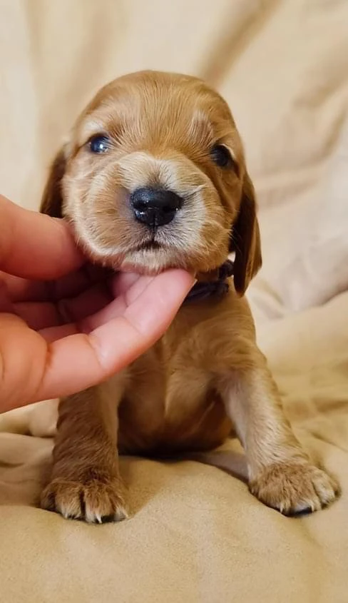 Cuccioli Cocker Spaniel Inglese  | Foto 2