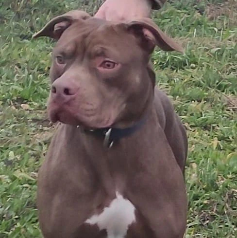 Cuccioli di Pitbull Red Nose | Foto 3