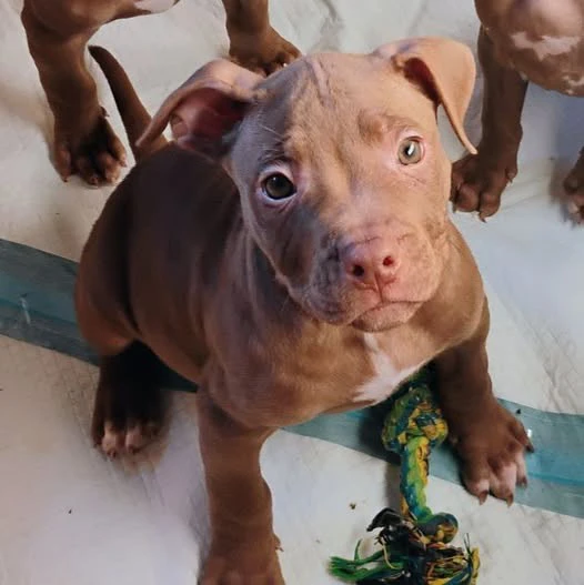 Cuccioli di Pitbull Red Nose | Foto 7