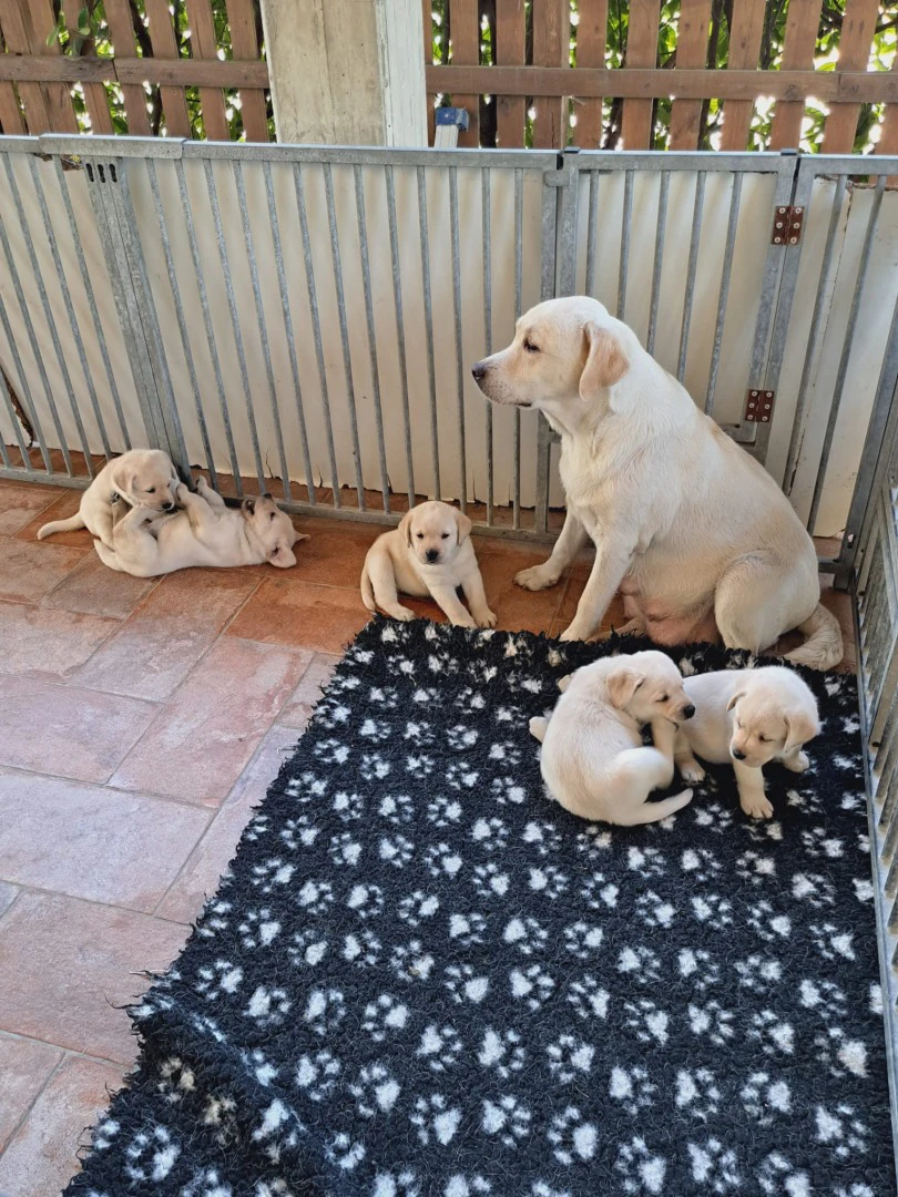 CUCCIOLI DI LABRADOR BIONDI con pedigree | Foto 7