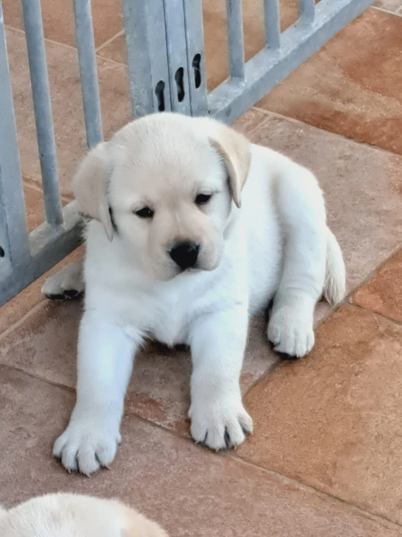 CUCCIOLI DI LABRADOR BIONDI con pedigree | Foto 9