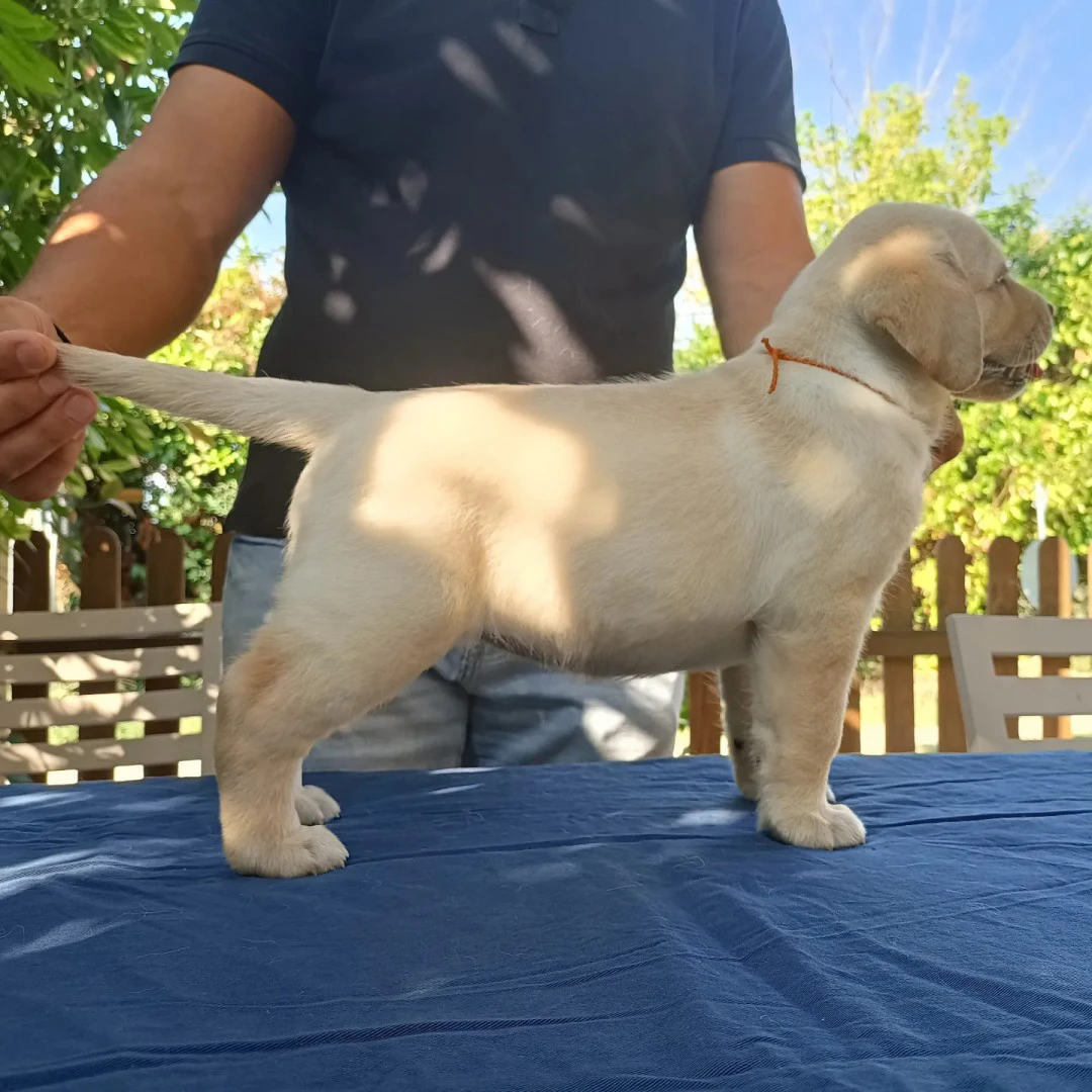 CUCCIOLI DI LABRADOR BIONDI con pedigree | Foto 1