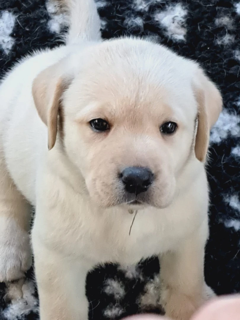 CUCCIOLI DI LABRADOR BIONDI con pedigree | Foto 10