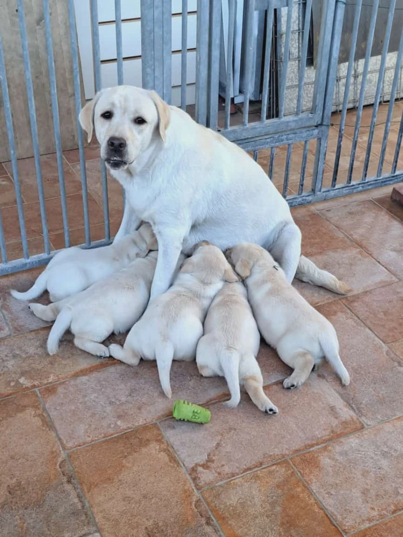 CUCCIOLI DI LABRADOR BIONDI con pedigree | Foto 5