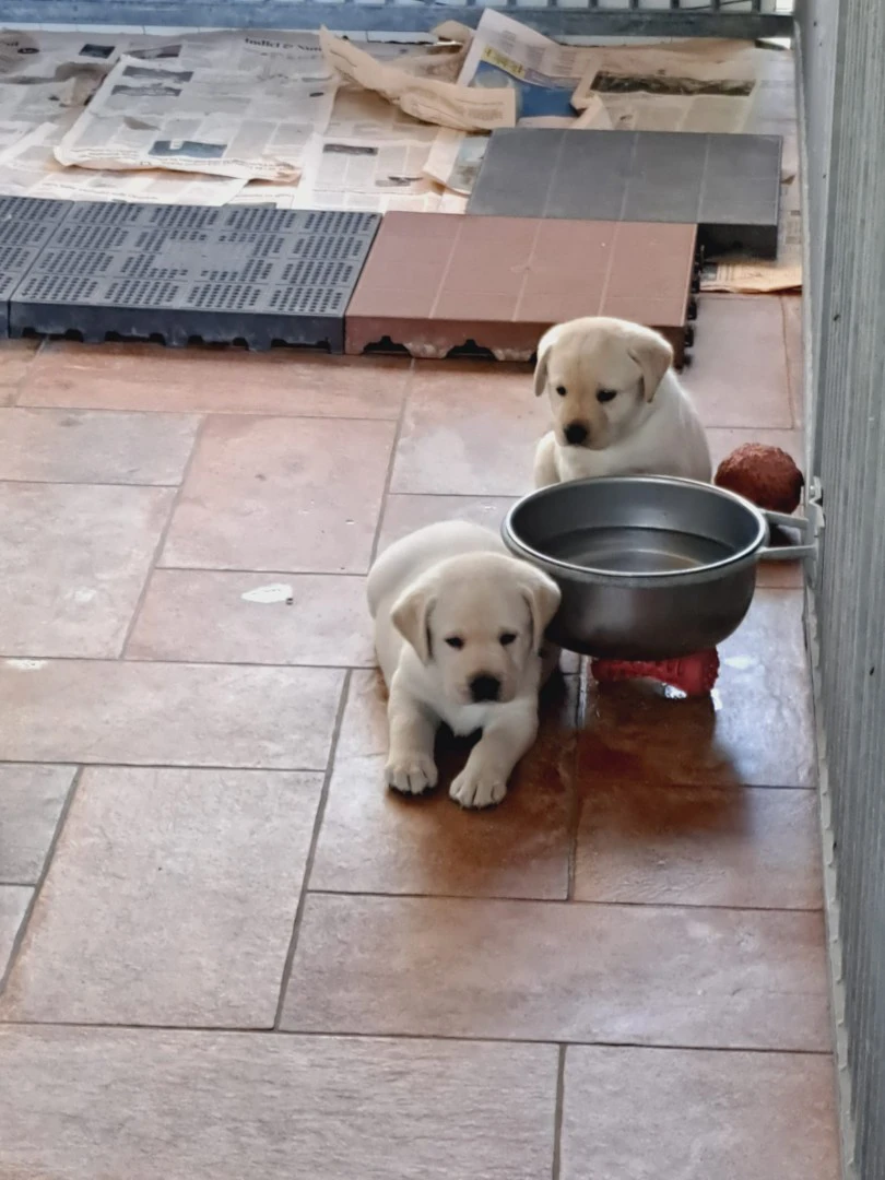 CUCCIOLI DI LABRADOR BIONDI con pedigree | Foto 8