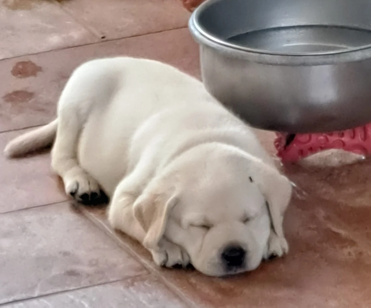 CUCCIOLI DI LABRADOR BIONDI con pedigree | Foto 11