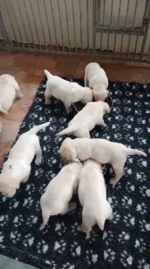 CUCCIOLI DI LABRADOR BIONDI con pedigree | Foto 3