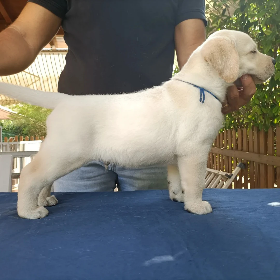 LABRADOR CON PEDIGREE ENCI | Foto 6