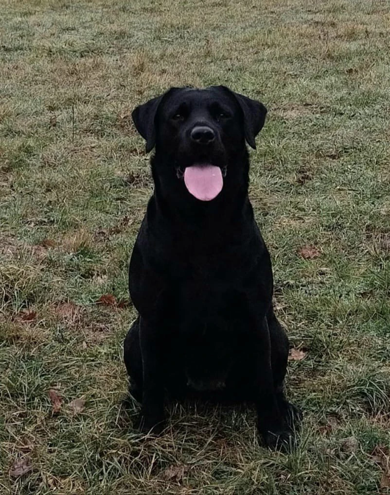 Cucciolata Labrador | Foto 5