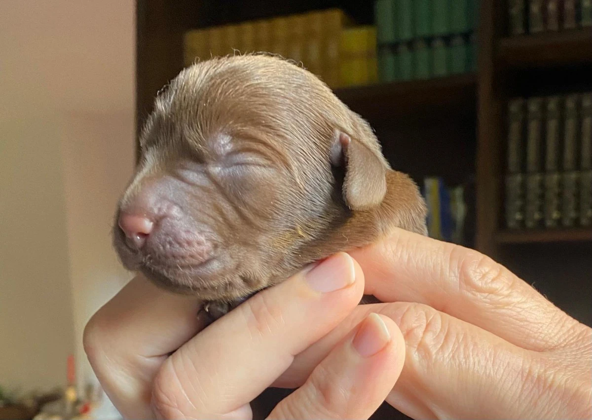 Cucciolata Labrador | Foto 1