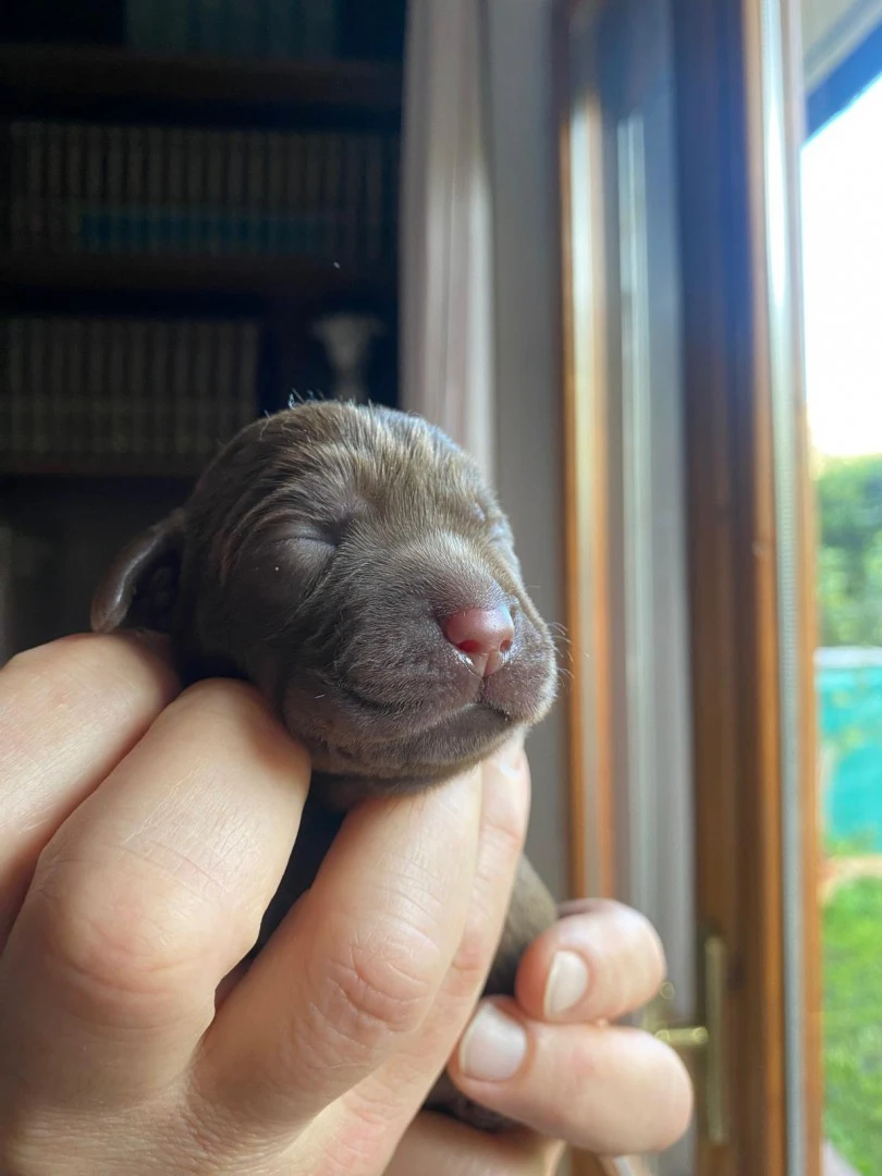 Cucciolata Labrador | Foto 4