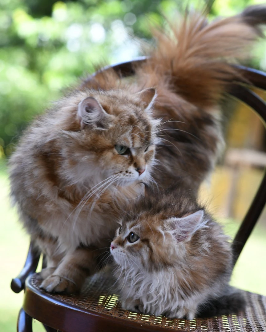 Cuccioli di gatto Siberiano pedigree ANFI | Foto 2