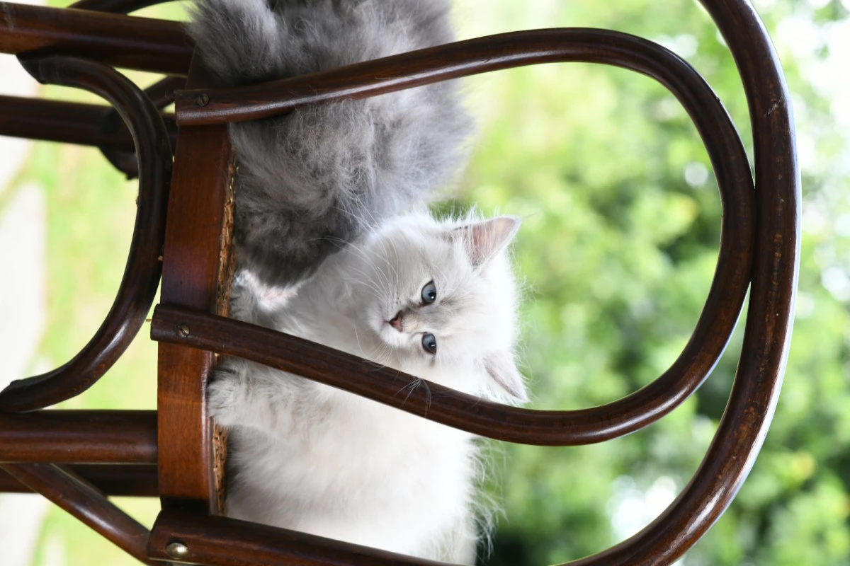 Cuccioli di gatto Siberiano pedigree ANFI | Foto 5
