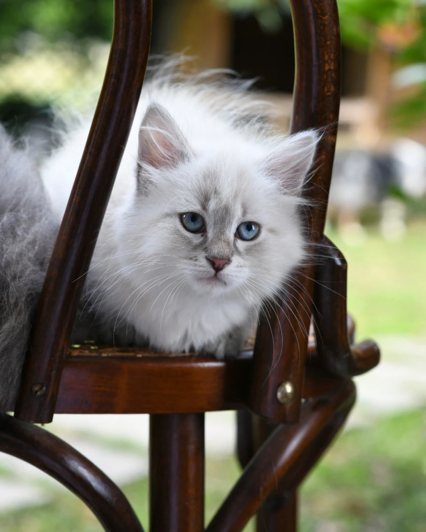Cuccioli di gatto Siberiano pedigree ANFI | Foto 11