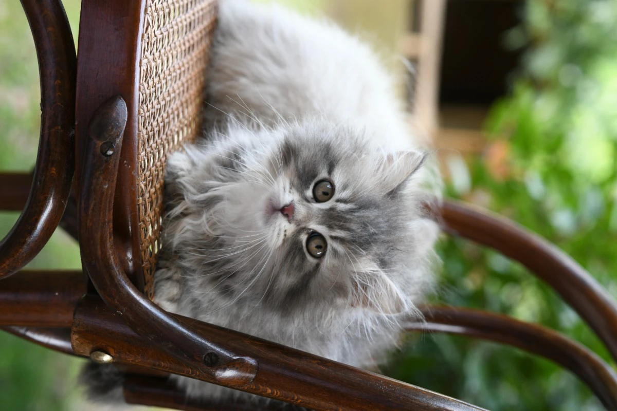 Cuccioli di gatto Siberiano pedigree ANFI | Foto 9