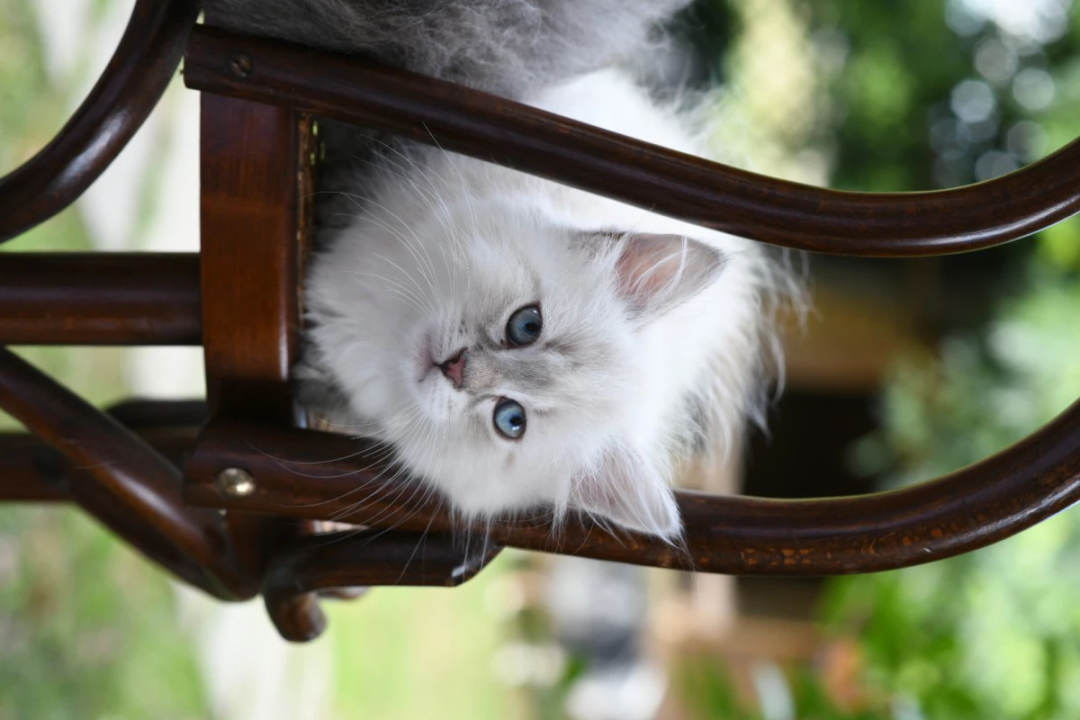 Cuccioli di gatto Siberiano pedigree ANFI | Foto 4