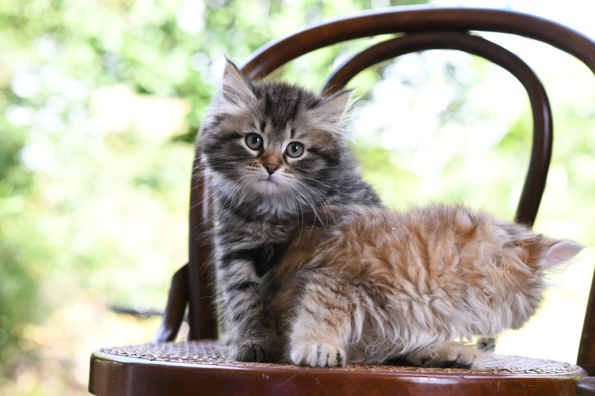 Cuccioli di gatto Siberiano pedigree ANFI | Foto 1