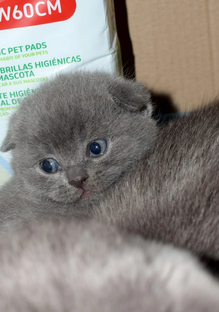 Scottish fold e straight | Foto 2