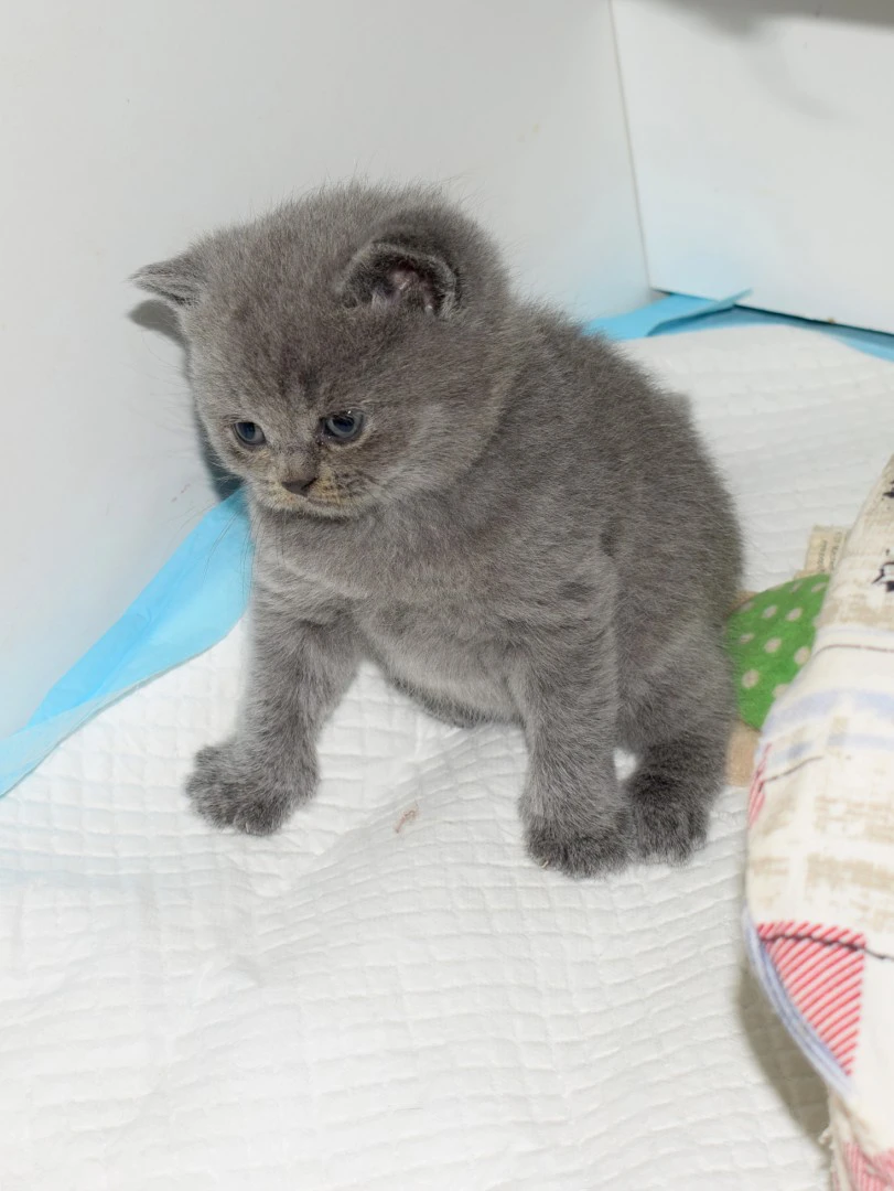 Scottish fold e straight | Foto 1