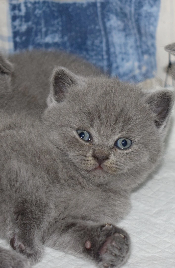 Scottish fold e straight | Foto 4