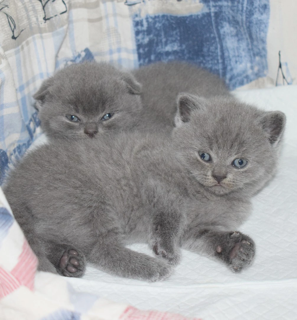 Scottish fold e straight | Foto 5