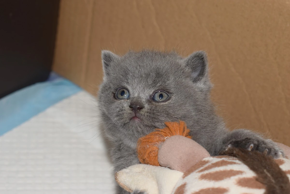 Scottish fold e straight | Foto 3