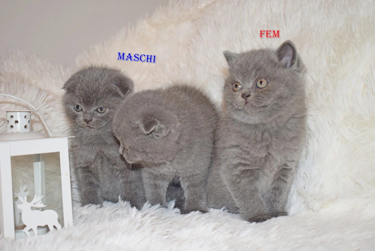 Scottish fold e straight  | Foto 9