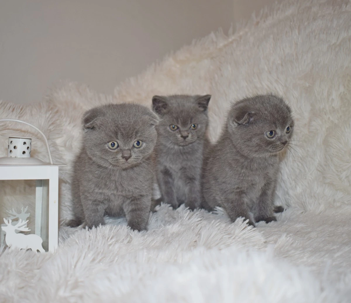 Scottish fold e straight  | Foto 5