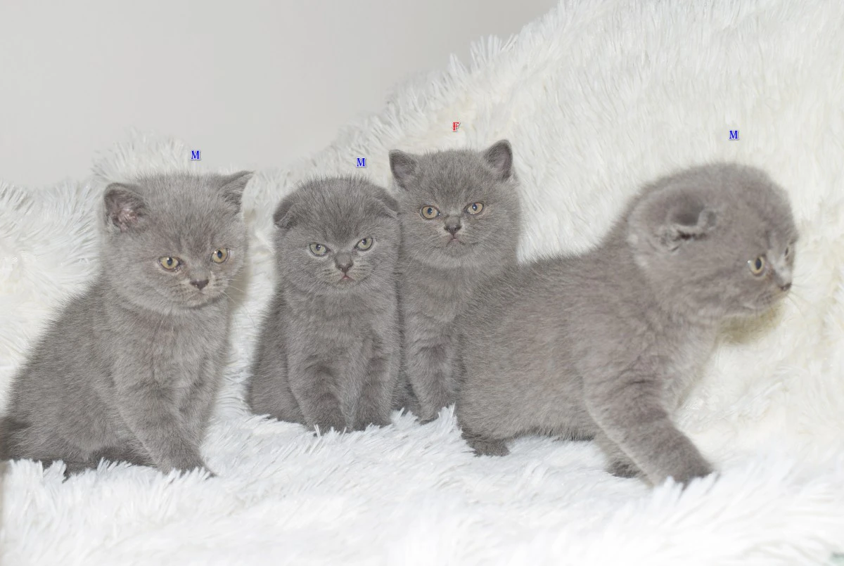 Scottish fold e straight  | Foto 3