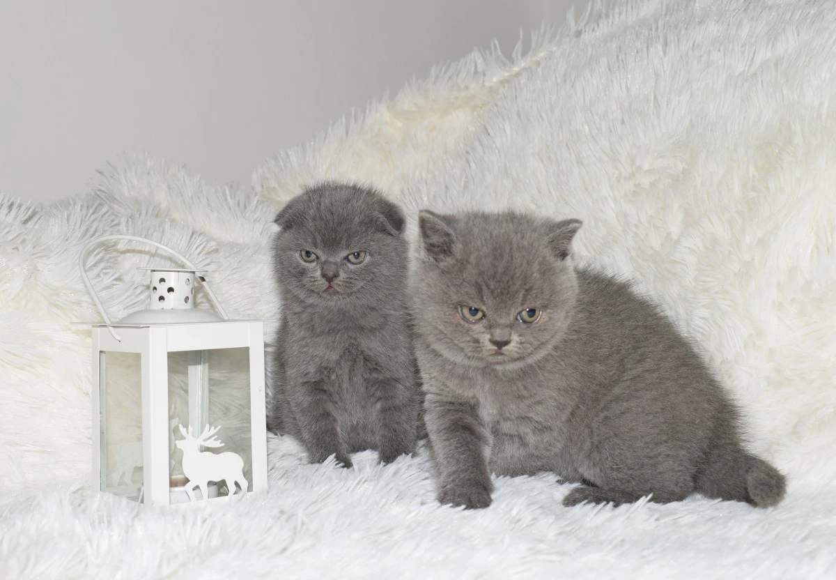 Scottish fold e straight  | Foto 2