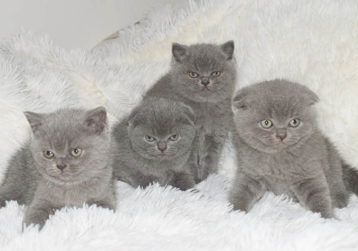 Scottish fold e straight  | Foto 4