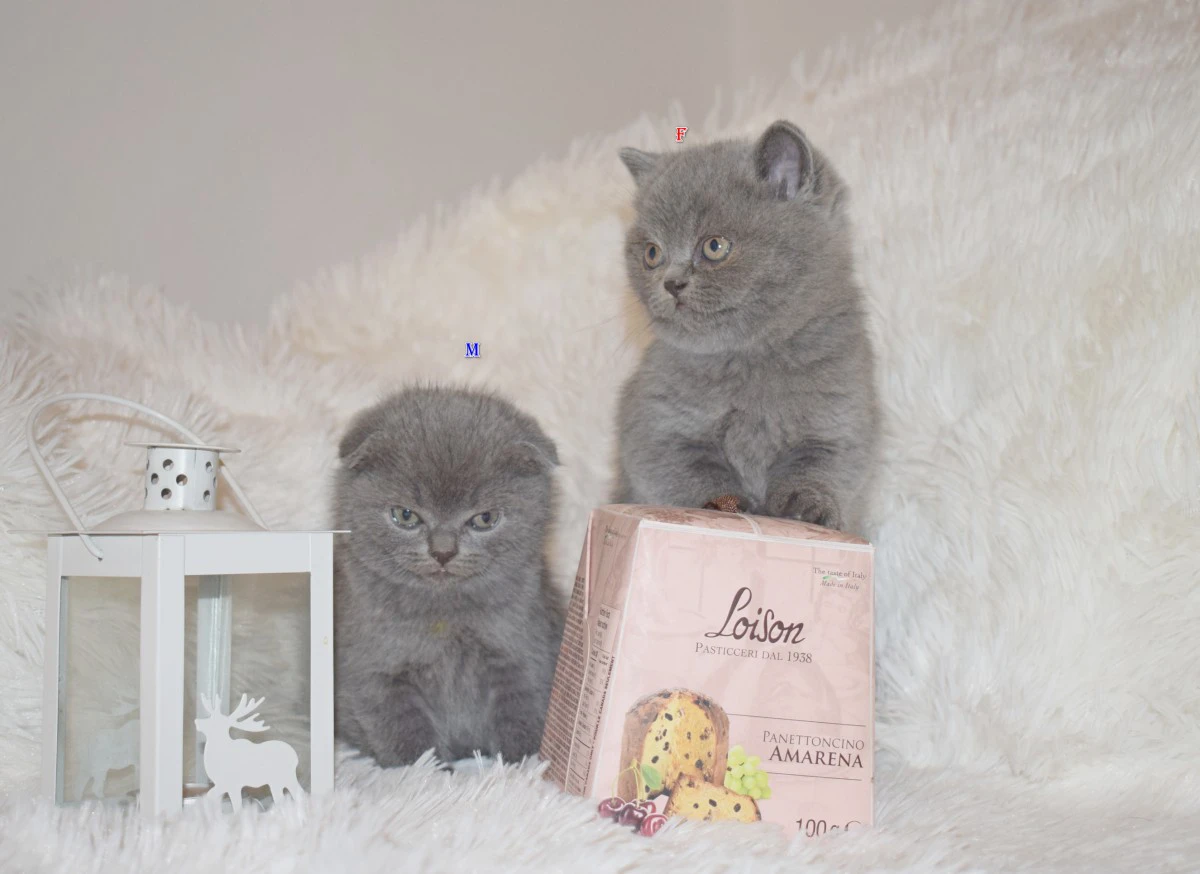 Scottish fold e straight  | Foto 10