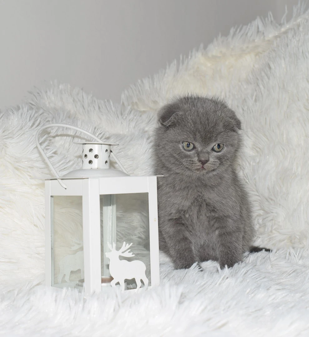 Scottish fold e straight  | Foto 1