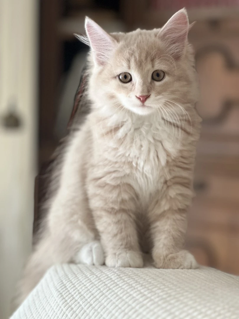 Cucciolo di Siberian Cat | Foto 4