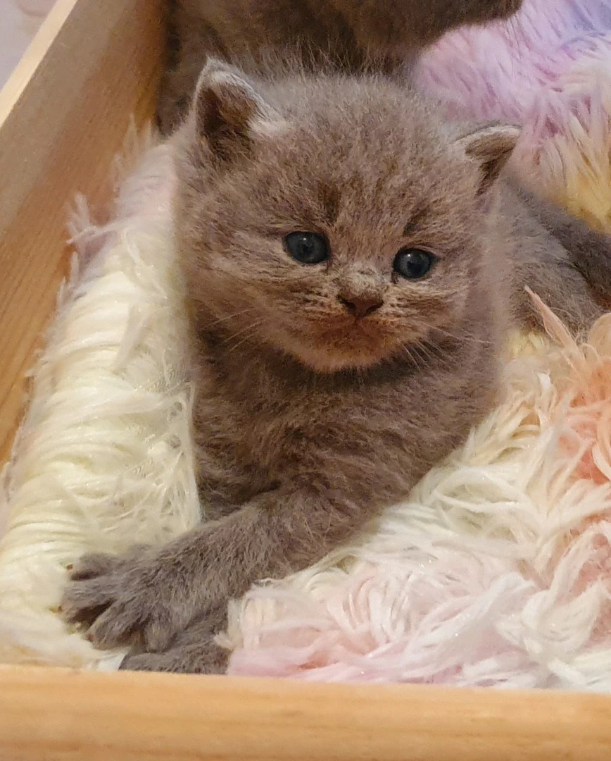 British shorthair cuccioli  | Foto 1