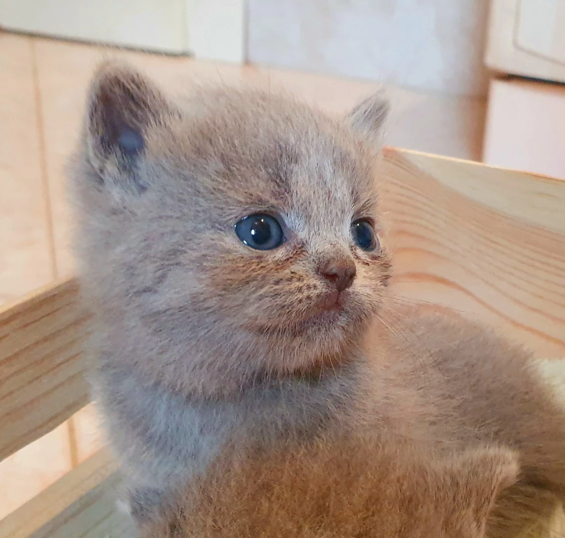 British shorthair cuccioli  | Foto 5