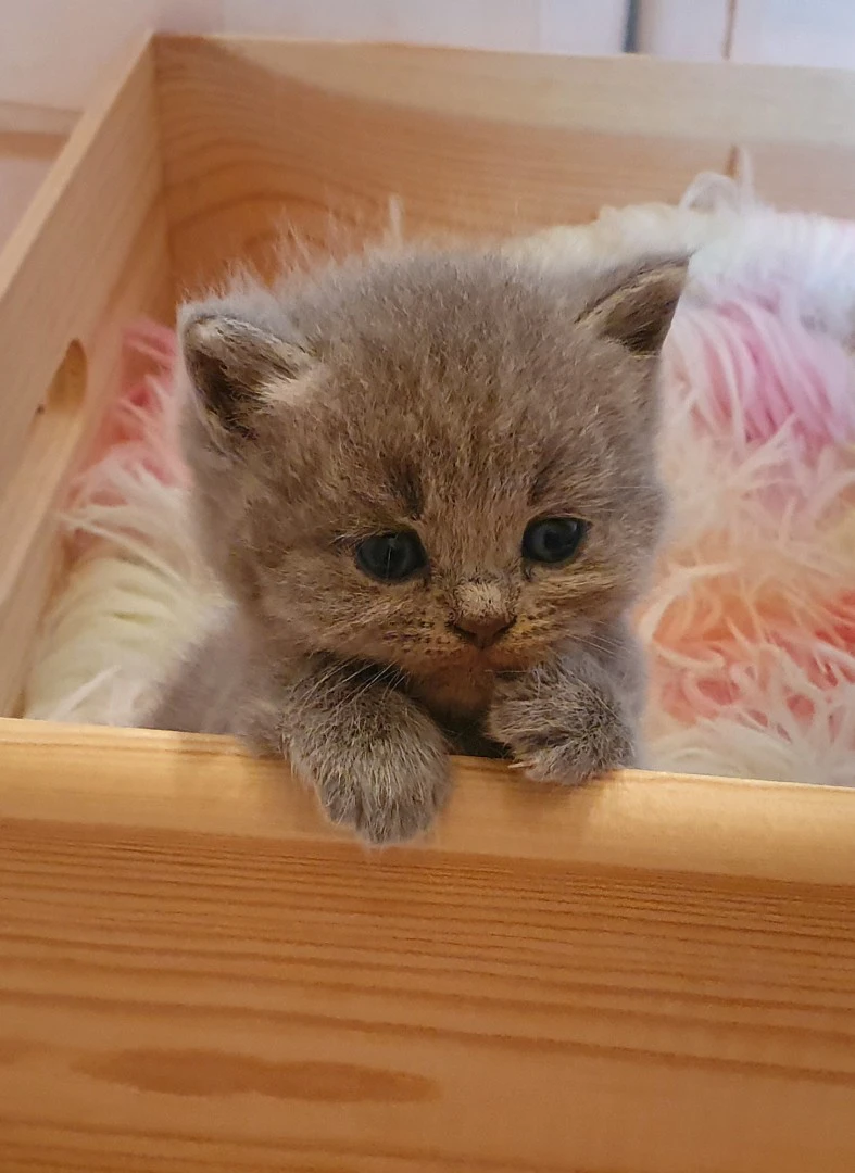 British shorthair cuccioli  | Foto 6