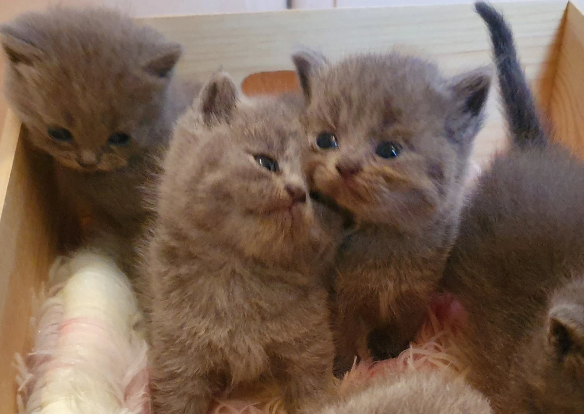 British shorthair cuccioli  | Foto 2