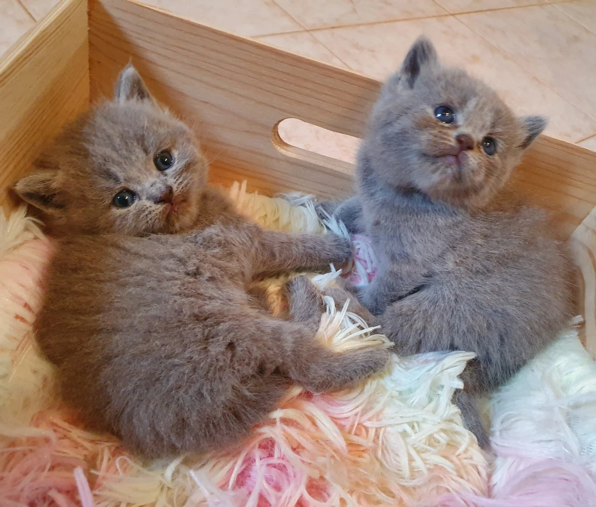 British shorthair cuccioli  | Foto 4