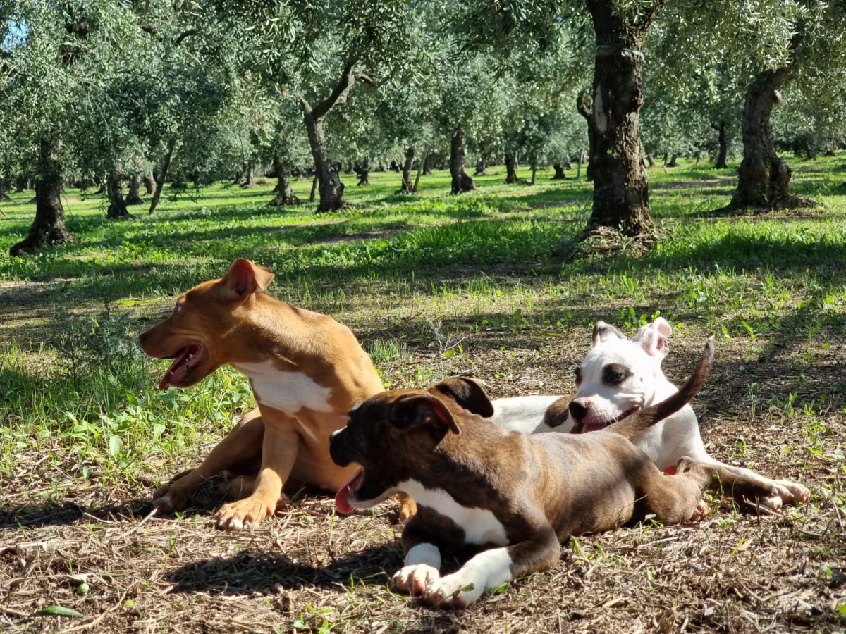 Cuccioli Amstaff Pedigree ENCI Bari Lecce Taranto Foggia | Foto 5