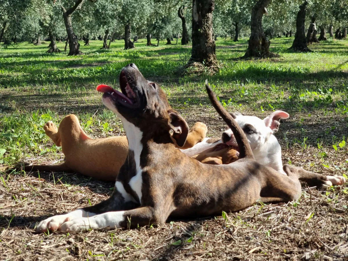 Cuccioli Amstaff Pedigree ENCI Bari Lecce Taranto Foggia | Foto 4