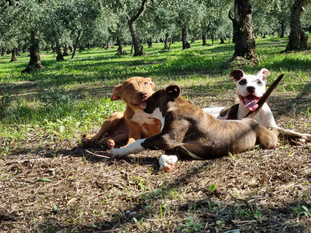 Cuccioli Amstaff Pedigree ENCI Bari Lecce Taranto Foggia | Foto 6