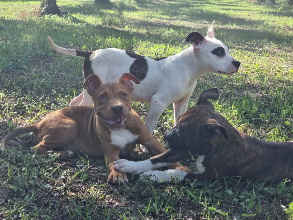 Cuccioli Amstaff Pedigree ENCI Bari Lecce Taranto Foggia | Foto 3