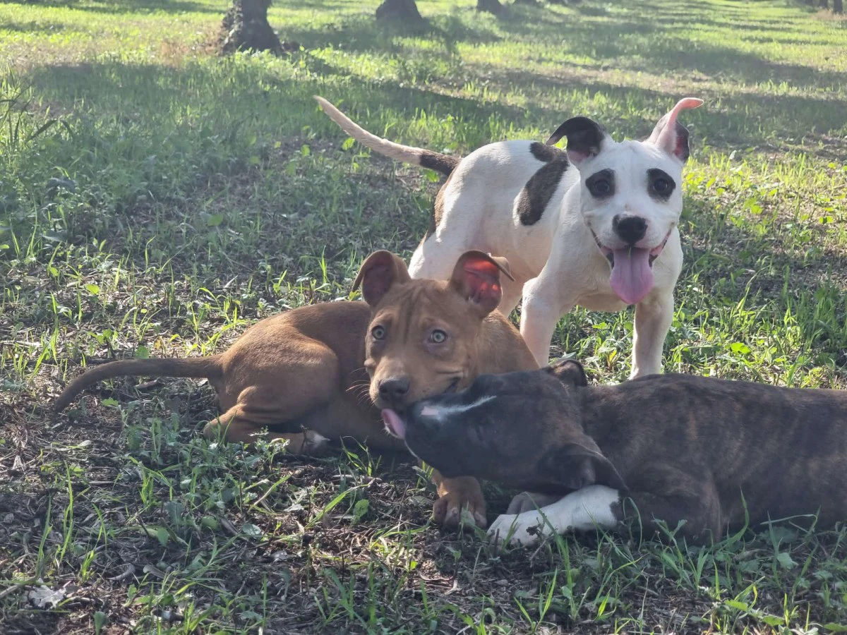 Cuccioli Amstaff Pedigree ENCI Bari Lecce Taranto Foggia | Foto 1