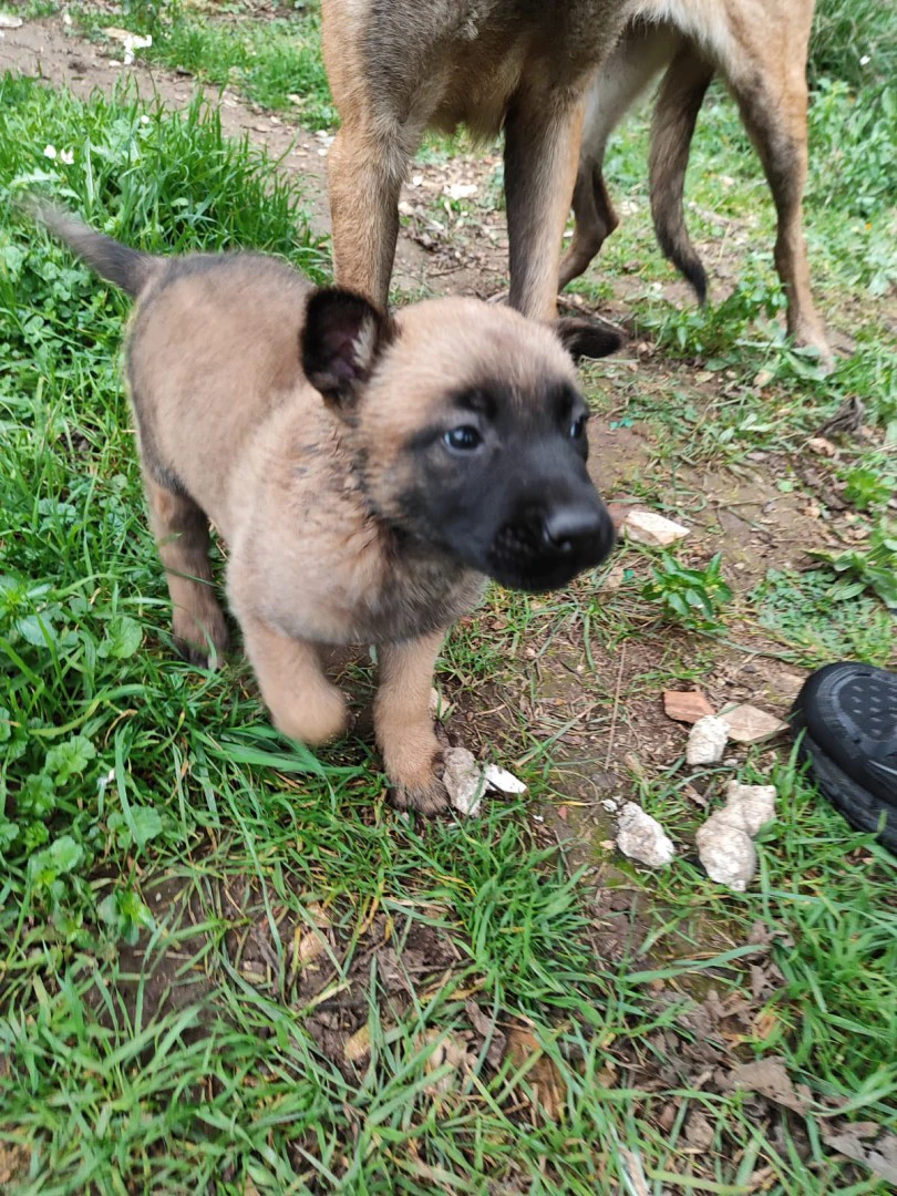 Allevamento Pastore Belga Malinois Puglia Campania Basilicata | Foto 5