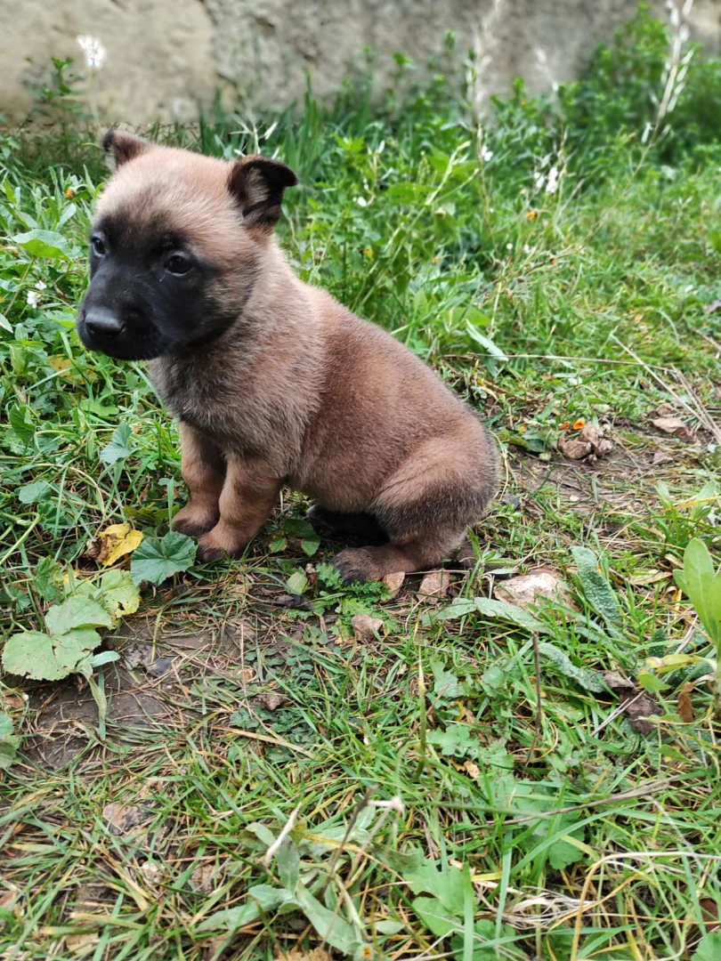 Allevamento Pastore Belga Malinois Puglia Campania Basilicata | Foto 4